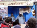 Předvánoční akce proti utrpení kaprů - 19.12.2005 Předvánoční akce proti utrpení kaprů - 19.12.2005